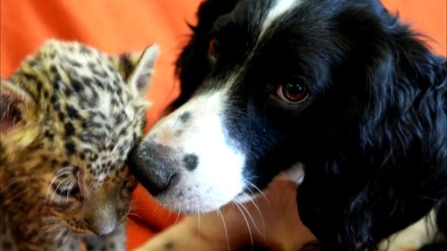 Мать-собака усыновила леопарда и вырастила его как собственного детеныша. Это надо видеть! смотреть онлайн