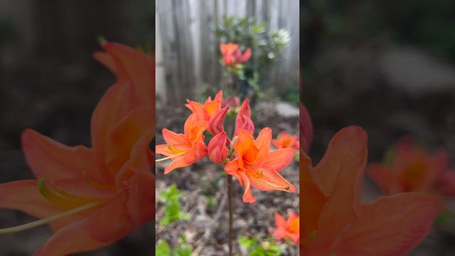 Azalea x 'Mandarin Lights' (Northern Lights Hybrid) смотреть онлайн