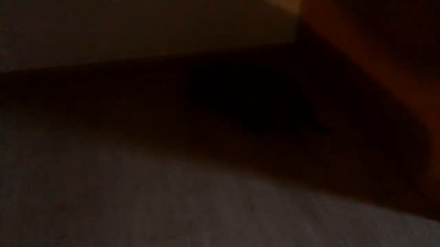 Самая пушистая кошка в мире смотреть онлайн