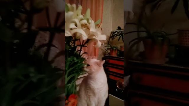 VID_20230326_181552.mp4 смотреть онлайн