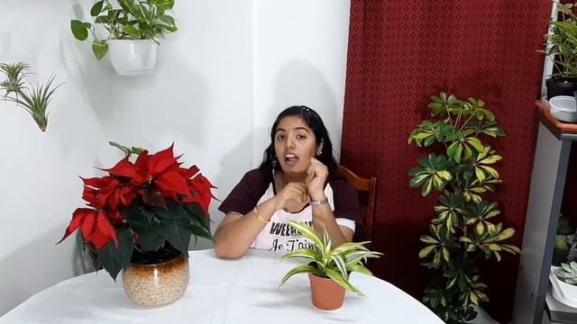 Lemon lime dracaena plant care (malayalam) смотреть онлайн