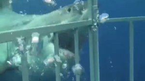 Большая белая акула крупным планом   нападение на аквалангиста