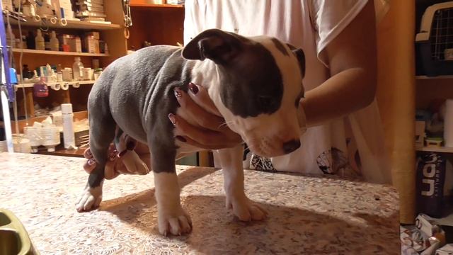 Как воспитывать щенка в первые дни его жизни у вас дома смотреть онлайн