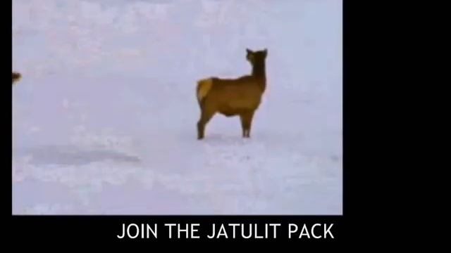 Jatulit - Wolf Quest Pack смотреть онлайн