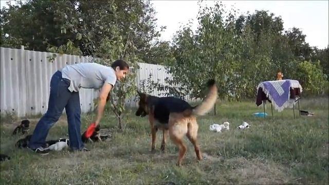 щенки немецкой овчарки ОЛИФ и РИККА     помёт    О    1 месяца     15092017    с мамой и пулером