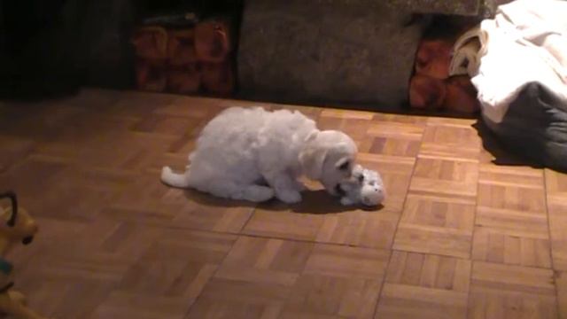 bishon frise dogs puppies dolly given birth 14 смотреть онлайн