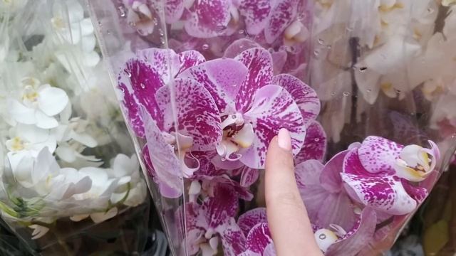 Новые орхидеи в магазине. Большой ЗАВОЗ орхидей смотреть онлайн