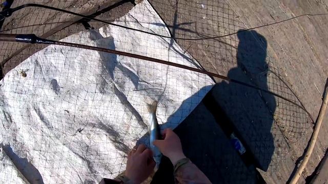 Лучшая Рыбалка Пауком в этом сезоне или как я ловил Щуку и САЗАНА с МОСТА. смотреть онлайн