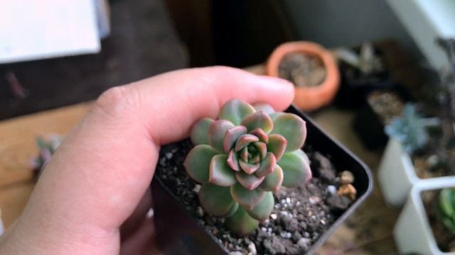 Продажа суккулентов. Корейские новинки, детки, распродажа смотреть онлайн