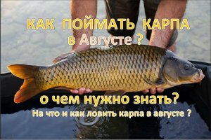 КАК ПОЙМАТЬ КАРПА в АВГУСТЕ? Ловля карпа в августе – о чем нужно знать?