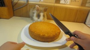 КРОЛИК БАФФИ И ШОКОЛАДНЫЙ ТОРТ ИЗ M&MS ! А ну-ка Давай-ка  и Большая вкусняшка