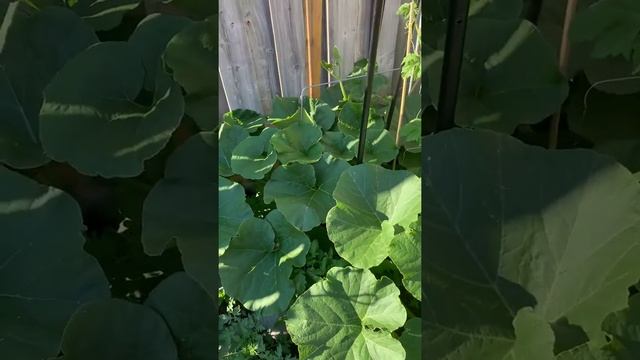 Gulayan sa Bakutan смотреть онлайн