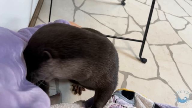 Little Otter Shows Off His Strength, But... смотреть онлайн