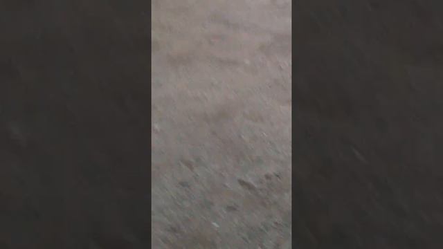 Гуляю с Белкой смотреть онлайн