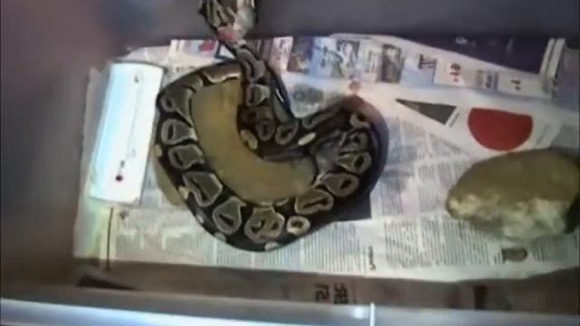Feeding Drake My Ball Python (Sped Up x4) смотреть онлайн