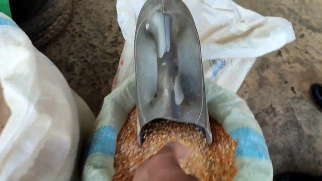 27.10. 2021 г. ХАМА АРЗОНИ.  НАРХИ ГАНДУМ ЧАВ КУНЧОРАИ ЗАГЕР ВА ПАХТА САБУС ОРДИ СЕЮМ  ДАР Ш. ХИСОР