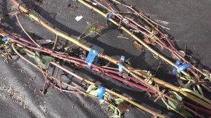 Весна, открываем ежевику  Тонкости и нюансы укрытия на зиму  prjve