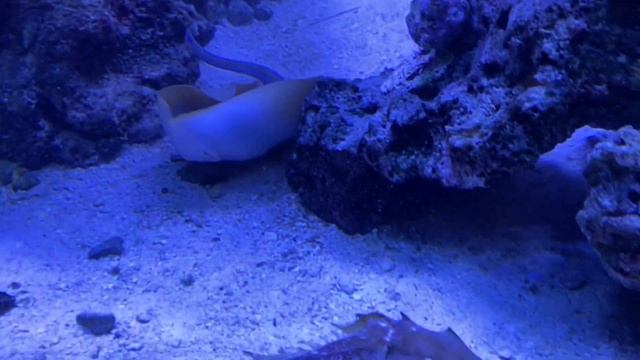 limulus polyphemus today смотреть онлайн