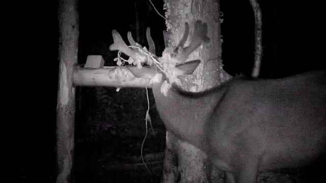 В мире животных. Марал на солонце! смотреть онлайн