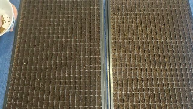 Начало цветочного сезона! Посев Виолы! смотреть онлайн