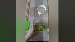 Кот ест рассаду? Посадите зелень. Трава для кошек и не только.