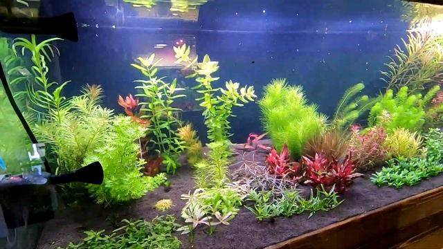 ч.6 Первая стрижка. Запуск аквариума в Голландском стиле