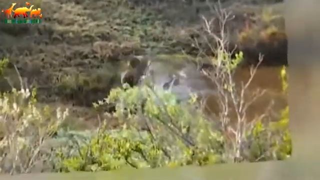 Лосиха отчаянно защищала своего малыша от волков. Очень трогательно / Уникальные кадры смотреть онлайн