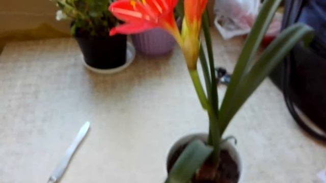 Vallota Speciosa /  Walota