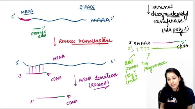RACE Rapid Amplification of cDNA Ends| Molecular Biology TechniquesI5' RACE & 3' RACE| Tools & tech смотреть онлайн