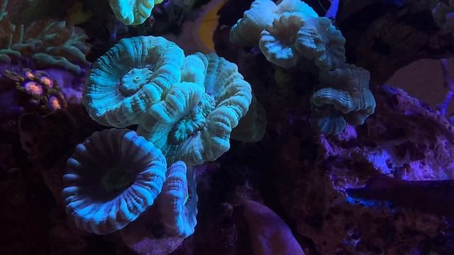 Морской аквариум под музыку смотреть онлайн