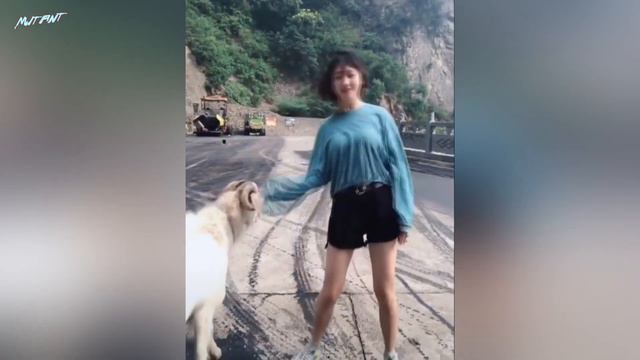 Приколы с животными. Смешные животные 2021. Лучшие приколы. Животные жгут. Забавные кошки и собаки смотреть онлайн