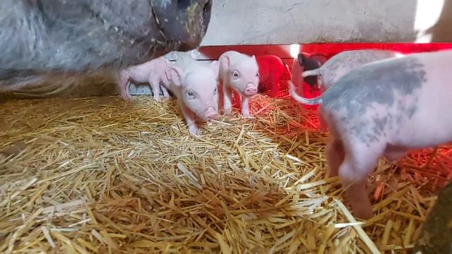 За малышей больше не стоит переживать! смотреть онлайн