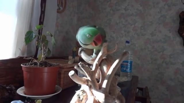смешной большой говорящий попугай смотреть онлайн