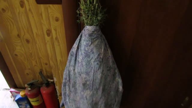 Перепёлкино Божье дерево зацвело - пора собирать и сушить