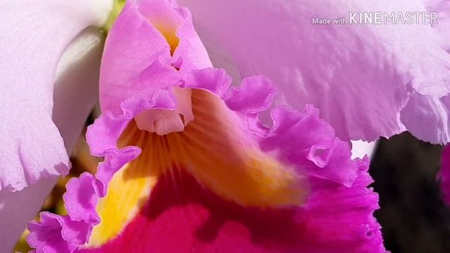 Rlc. Pamela Finney . Каттлея Pamela Finney смотреть онлайн