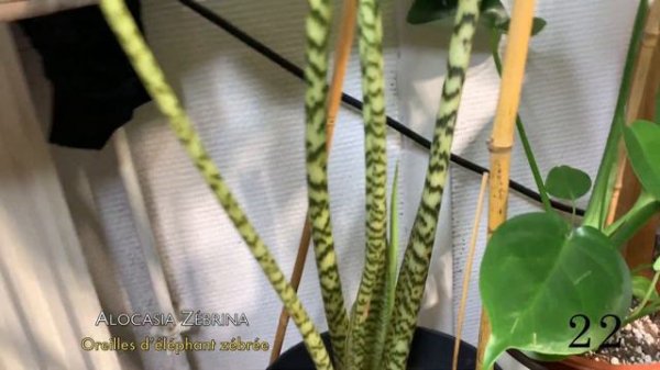 PLANTES TOUR ÉTÉ 2021 | +50 plantes dans 15m² 🤩 #ReineAutrement #Plantesdinterieur  🌱🪴