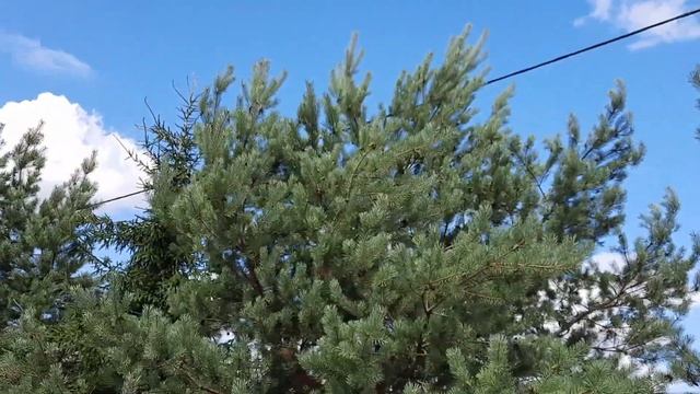 Обрезка деревьев (сосны, елка) под местной линией электропередач деревни смотреть онлайн