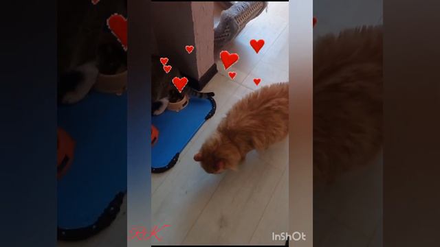 Арамис🧡 Музыка:DJ Дождик"Почему же" смотреть онлайн