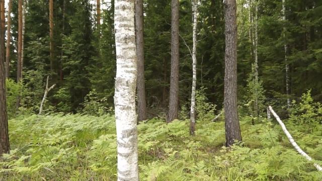 Загадка Шушмора... смотреть онлайн