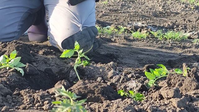 Посадили помидоры,значит будут разносолы. смотреть онлайн