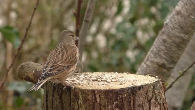 пение птиц и соловья в лесу слушать онлайн бесплатно для сна и детей в хорошем качестве. птицы клюют смотреть онлайн