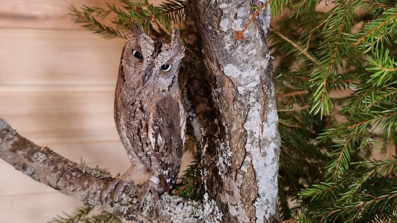 Yoll's добрый stream из Совиного дола. Топим самовар! смотреть онлайн