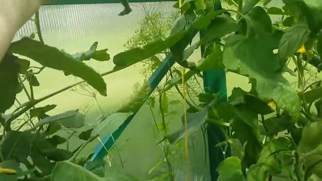 ТОМАТ ЗЕЛЕНЫЙ ЧЕРРИ #Доктор Грин Фростед