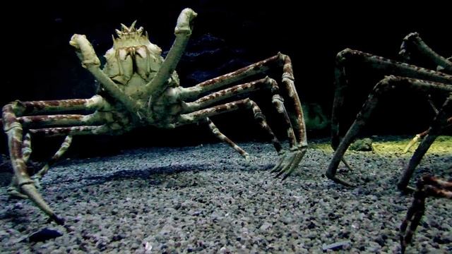 Crabzilla!!(Macrocheira kaempferi) смотреть онлайн