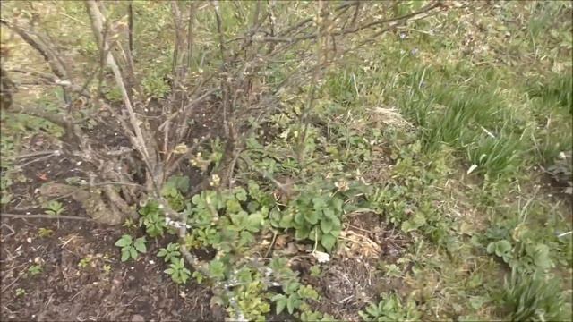 ДАЧНЫЙ ВЛОГ: Едем на дачу / встретились с дочкой / Наша Юки (шпиц) / часть 1 смотреть онлайн