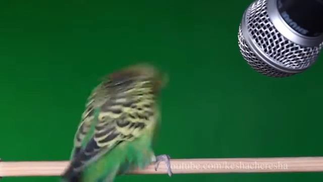 Волнистый попугай и микрофон. Ремикс. 1-часовая версия