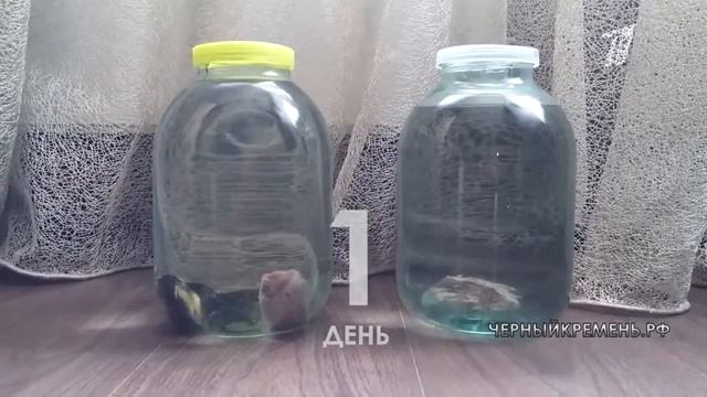 ЧЕЛЛЕНДЖ - ВОДА С ЧЕРНЫМ КРЕМНЕМ И МЯСОМ. ЧЕРНЫЙКРЕМЕНЬ.РФ смотреть онлайн