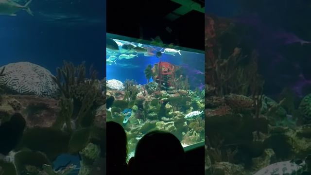 ОКЕАНАРИУМ в Санкт Петербурге. Видеообзор с Джоной Борта. смотреть онлайн