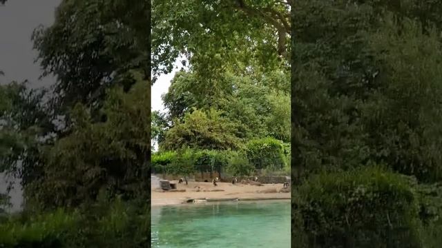 london Zoo#Popular Zoo In The Uk смотреть онлайн