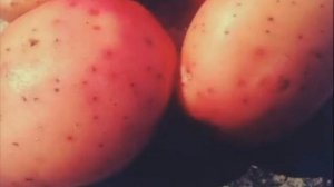 СОРТ КАРТОФЕЛЯ АРОЗА